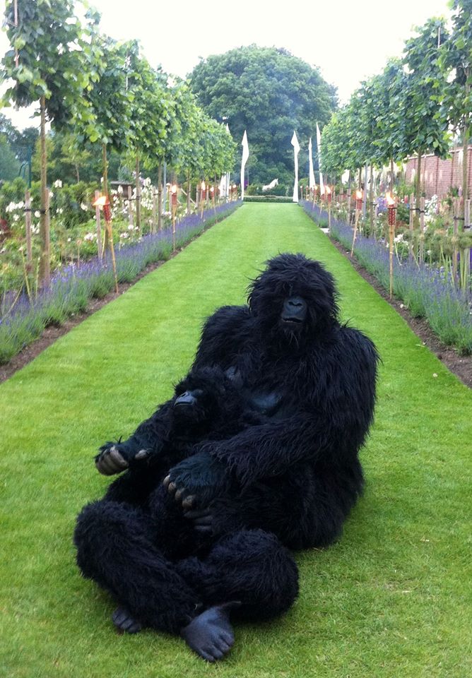 Gorillas in park, father and son